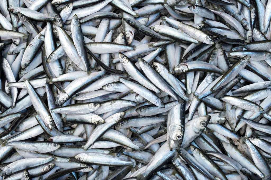 sardine