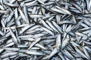 sardine