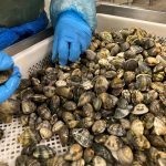 Come garantiamo la sicurezza del pesce che porti in tavola